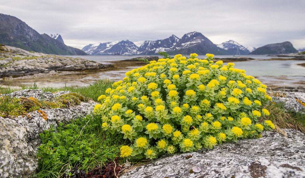 Wildeflowers